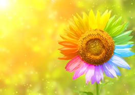 Rainbow Coloured Sunflower